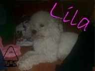 lila